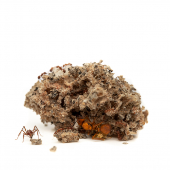 Preview: 1004964_Acromyrmex echinatior_ konigin und pils